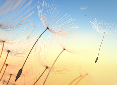 Pusteblumen-Samen fliegen vor einem Sonnenuntergang als Zeichen für Entspannung