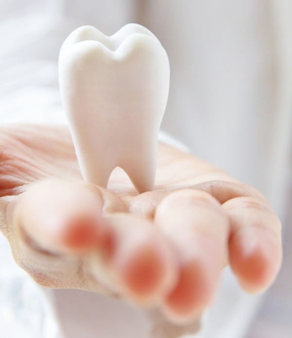 Arzt hält Zahnmodell in der Hand